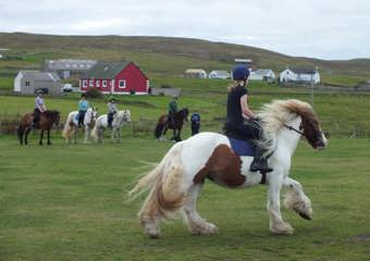 Horse riding in Shetland